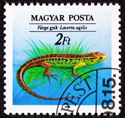 9004863-canceled-hungarian-postage-stamp-brown-green-sand-lizard-lacerta-agilis[1]