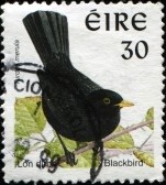9065941-ireland--circa-1999-a-stamp-printed-in-ireland-shows-common-blackbird-turdus-merula-circa-1999[1]