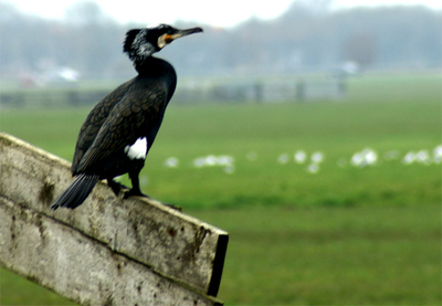 Aalscholver[1]