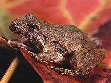 A tiny tree frog provides clues to environmental changes that threaten all amphibians