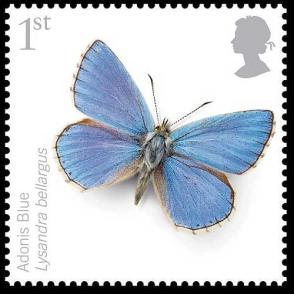 AdonisBlue_23639t[1]