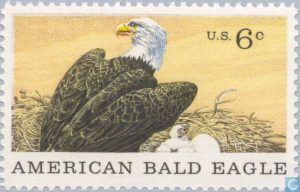 American Bald Eagle
