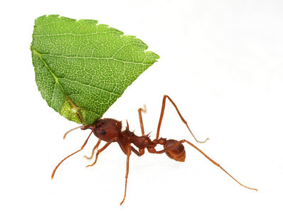 Atta%20texana%20worker%20w_leaf[1]