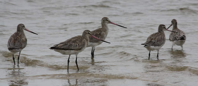Bar-tailed_Godwit[1]
