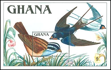 Barn swallow