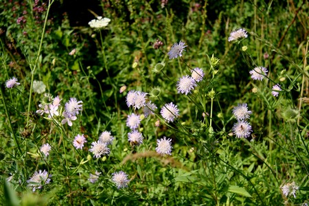 Beemdkroon[1]