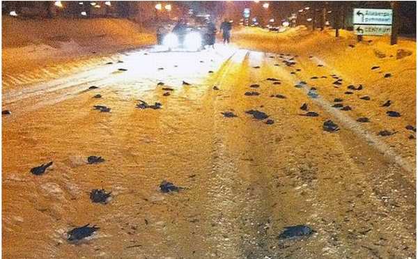 BirdDeathsSweden[1]