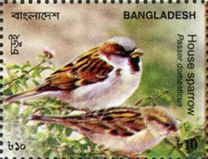 Birds-of-Bangladesh---House-sparrow[1]