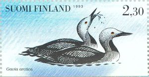 Black-throated-Loon-Gavia-arctica