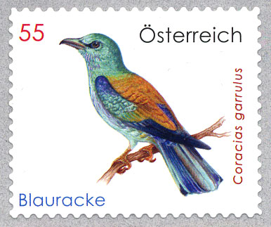 Blauracke[1]