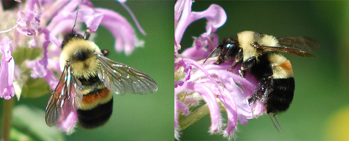 Bombus_affinis[1]
