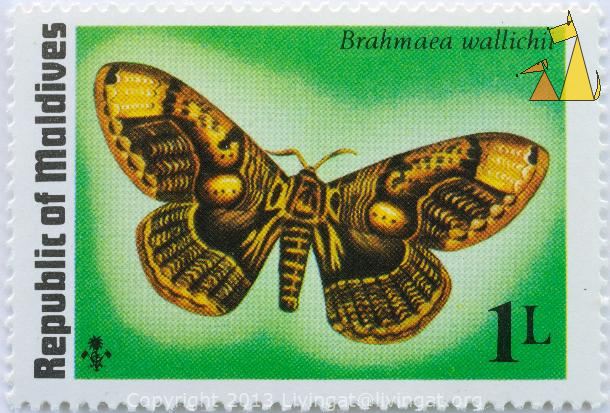 Brahmeid_Moth_Republic_of_Maldives_Maldives_stamp_insect_butterfly_moth_1_L_Brahmaea_wallichii