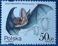 Braunes_Langohr__Plecotus_auritus[1]