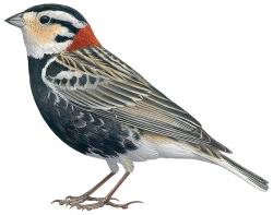 Calcarius_ornatus_m