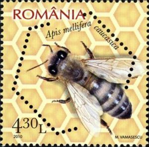 Caucasian-Honey-Bee[1]