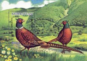 Common-Pheasant-nbsp-Phasianus-colchicus