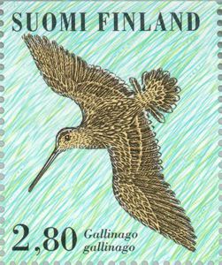 Common-Snipe-Gallinago-gallinago[1]