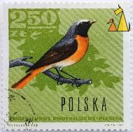 Common_Redstart_Polska_Poland_stamp_bird_Phoenicurus_phoenicurus_PWPW_1966_Desselberger_2_50_Zt_Pleszka