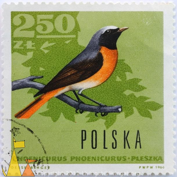 Common_Redstart_Polska_Poland_stamp_bird_Phoenicurus_phoenicurus_PWPW_1966_Desselberger_2_50_Zt_Pleszka
