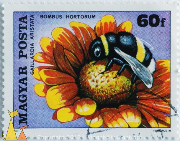 _Common_gaillardia_Magyar_Hungary_stamp_insect_flower_posta_1980_60_f_Forgacs_M_Gaillardia_aristata_Bombus_hortorum