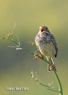 Corn-Bunting-0308-web x[1]