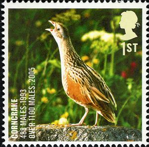 Corncrake[1]