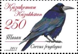 Corvus-frugilegus