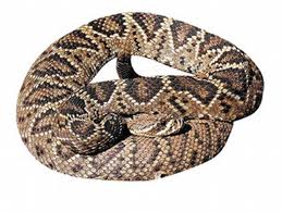 Crotalus adamanteus