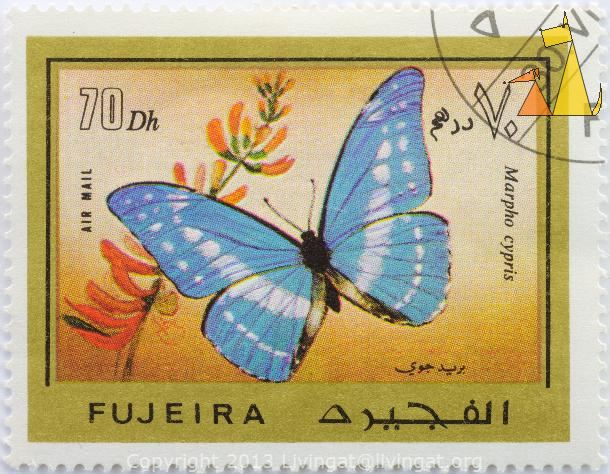 Cypris_Morpho_Fujeira_Fujairah_stamp_insect_butterfly_Air_Mail_70_Dh_Marpho_cypris_cypris