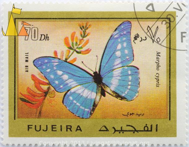 Cypris_Morpho_Fujeira_Fujairah_stamp_insect_butterfly_Air_Mail_70_Dh_Marpho_cypris_cypris