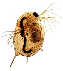 Daphnia magna