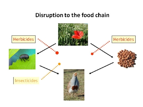 Disruption-to-the-food-chain
