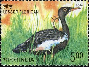 Endangered-Birds-of-India---Lesser-Florican