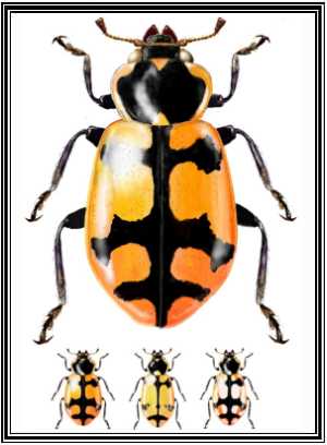 Eriopis connexa