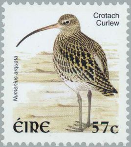 Eurasian-Curlew-Numenius-arquata