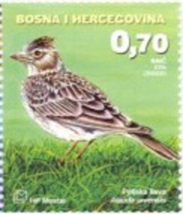 Eurasian-Skylark-Alauda-arvensis (1)