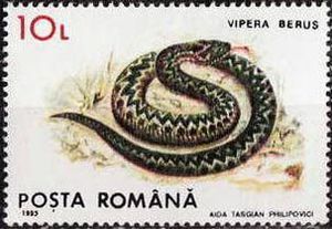 European-Adder-Vipera-berus[1]