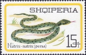 European-Grass-Snake-Natrix-natrix-persa