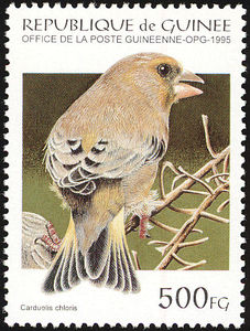 European-Greenfinch-nbsp--nbsp--nbsp--nbsp-Carduelis-chloris[1]