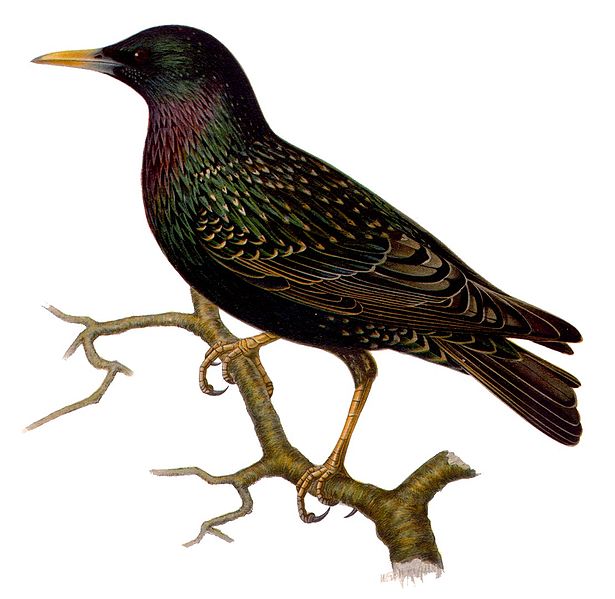 European-Starling[1]