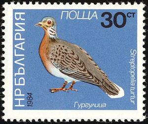 European-Turtle-Dove-Streptopelia-turtur[1]