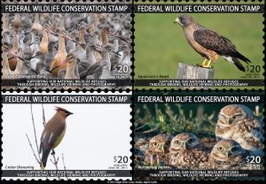 FederalWildlifeConservationStamp4-panelx800Copyright2012[1]