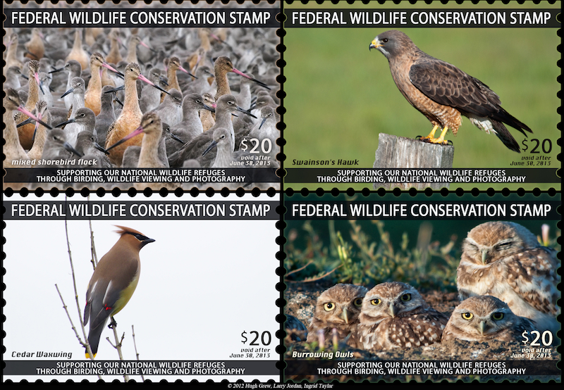 FederalWildlifeConservationStamp4-panelx800Copyright2012[1]