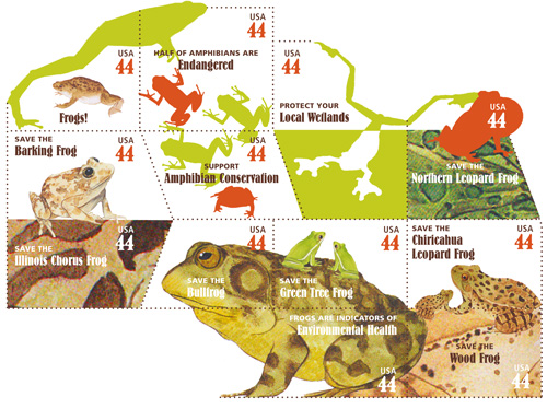 The common toad is no longer that common in Hampshire – and frogs are in decline too