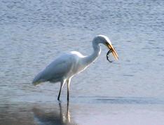 GROTE_ZILVERREIGER[1]