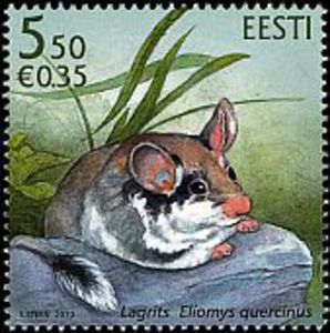 Garden-Dormouse-Eliomys-quercinus[1]