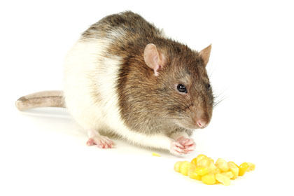 Genmais-Ratte[1]