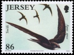 Gierzwaluw-Jersey-2011[1]