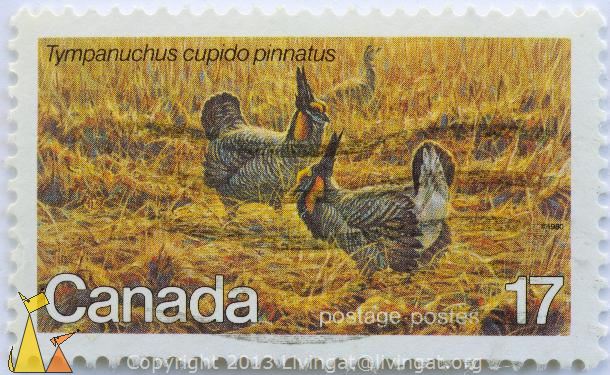 Greater_Prairie-Chicken_Cockfight_Canada_stamp_bird_postage_postes_17_Tympanuchus_cupido_pinnatus_1980