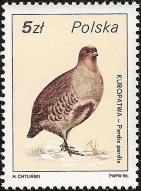 Grey-Partidge-info-postage-stamp-14[1]
